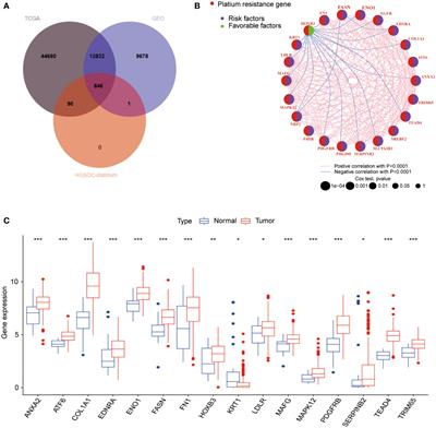 Deciphering the immunological and prognostic features of bladder cancer through platinum-resistance-related genes analysis and identifying potential therapeutic target P4HB